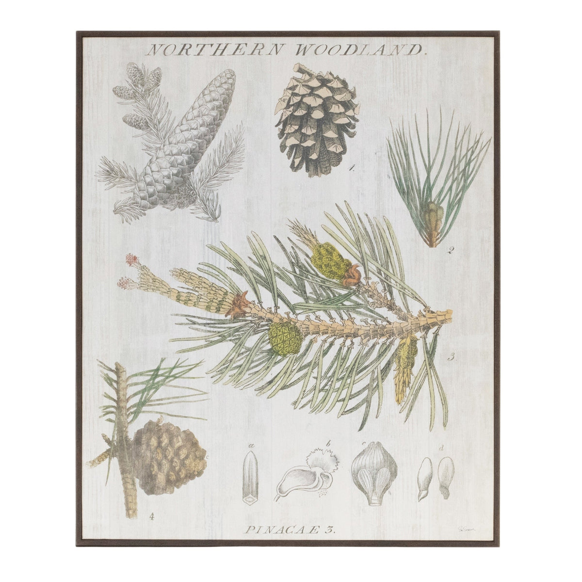Framed Pine Encyclopedia Print 15.5"H